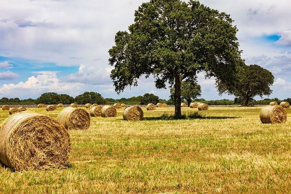 Italy-Apulia-Metropolitan City of Bari-Gioia del Colle Bales of hay in a field